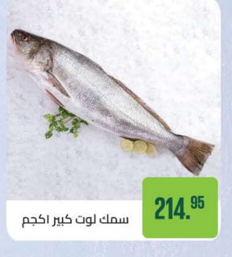 available at Seoudi Supermarket in Egypt - Cairo