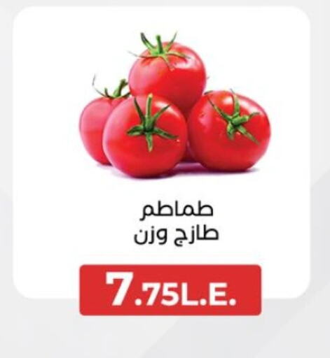  Tomato  in Arafa Market in Egypt - Cairo