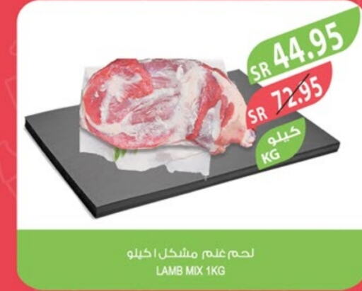  Mutton / Lamb  in Farm  in KSA, Saudi Arabia, Saudi - Dammam