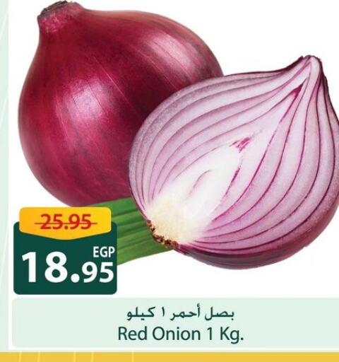  Onion  in Spinneys  in Egypt - Cairo