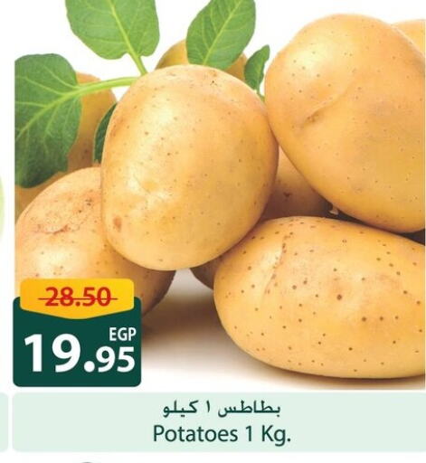  Potato  in Spinneys  in Egypt - Cairo