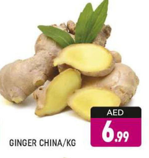  Ginger  in AL MADINA (Dubai) in UAE - Dubai