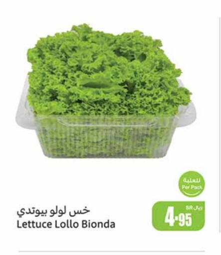 Lettuce available at Othaim Markets in KSA, Saudi Arabia, Saudi - Najran