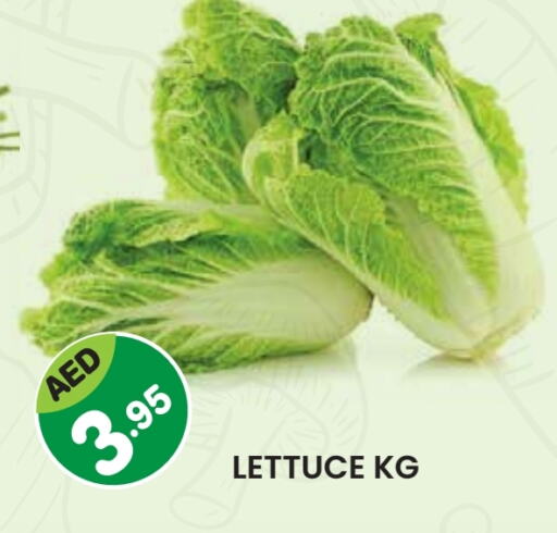 Lettuce available at سنابل بني ياس in الإمارات العربية المتحدة , الامارات - أم القيوين‎