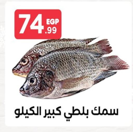 available at المحلاوي ستورز in Egypt - القاهرة