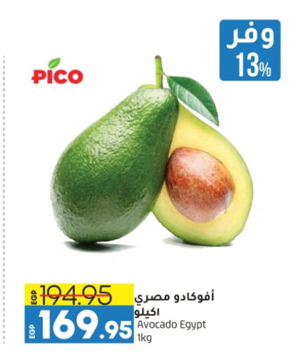 Avacado from Egypt available at Lulu Hypermarket  in Egypt - Cairo