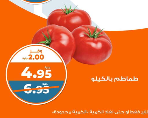 Tomato available at Kazyon  in Egypt - Cairo