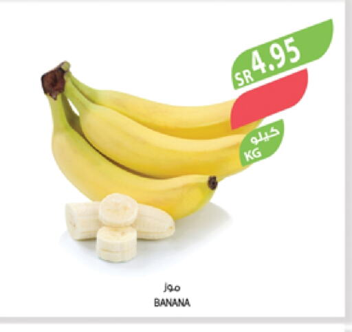 Banana available at Farm  in KSA, Saudi Arabia, Saudi - Yanbu