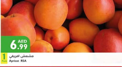 Apricot available at Istanbul Supermarket in UAE - Al Ain