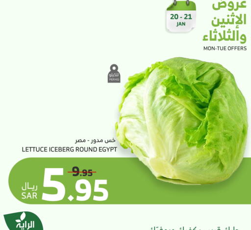 Lettuce from Egypt available at الراية in مملكة العربية السعودية, السعودية, سعودية - الطائف