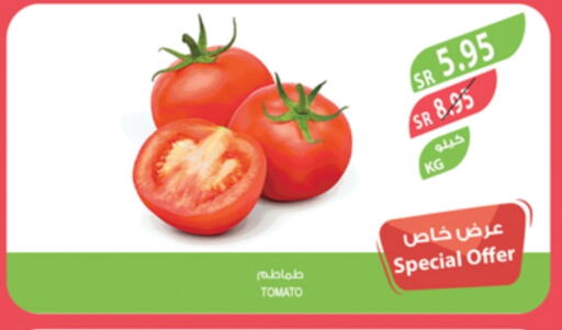 Tomato available at Farm  in KSA, Saudi Arabia, Saudi - Qatif