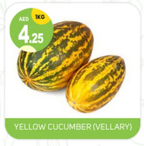 Cucumber available at سوق طلال in الإمارات العربية المتحدة , الامارات - الشارقة / عجمان