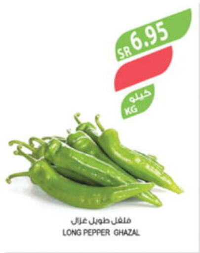 Chilli / Capsicum available at Farm  in KSA, Saudi Arabia, Saudi - Jubail