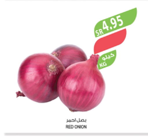 Onion available at Farm  in KSA, Saudi Arabia, Saudi - Tabuk