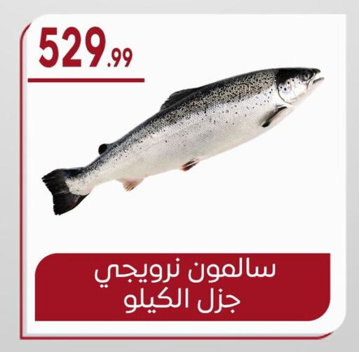 available at أولاد المحاوى in Egypt - القاهرة