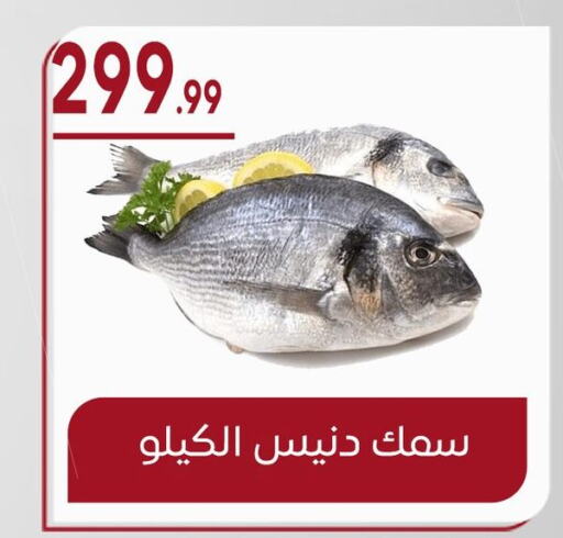 available at أولاد المحاوى in Egypt - القاهرة