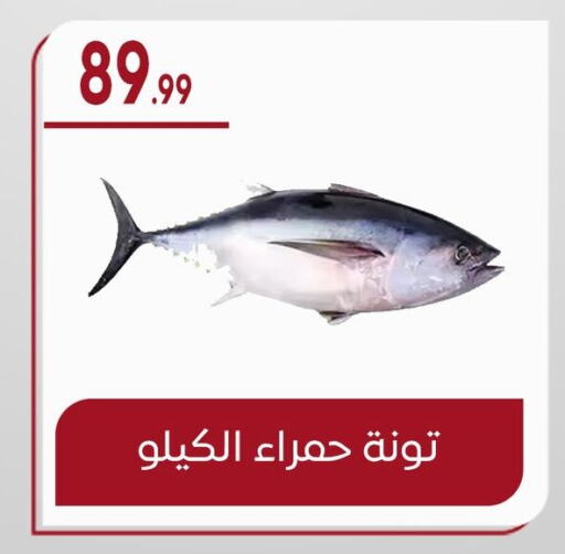 تونة available at أولاد المحاوى in Egypt - القاهرة