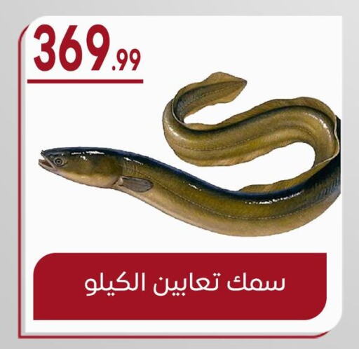 available at أولاد المحاوى in Egypt - القاهرة