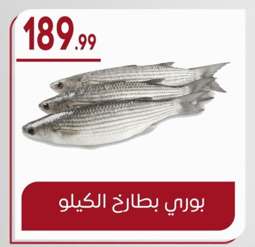 available at أولاد المحاوى in Egypt - القاهرة