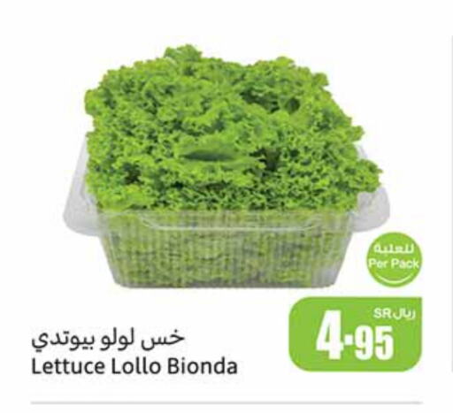 Lettuce available at Othaim Markets in KSA, Saudi Arabia, Saudi - Az Zulfi