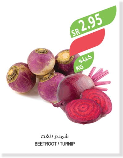 شمندر available at المزرعة in مملكة العربية السعودية, السعودية, سعودية - سيهات