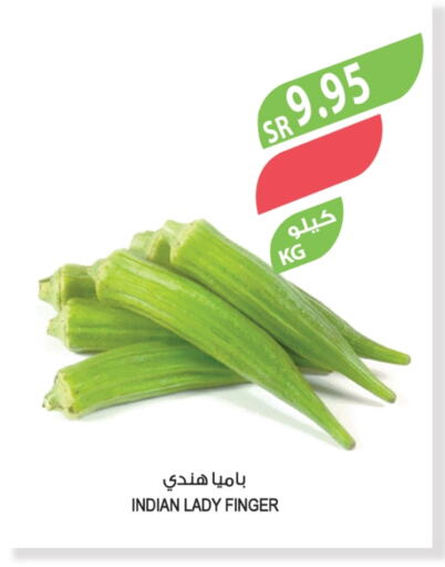 Lady's finger from India available at Farm  in KSA, Saudi Arabia, Saudi - Al Bahah