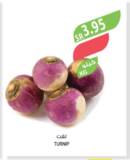 Turnip available at Farm  in KSA, Saudi Arabia, Saudi - Al Bahah