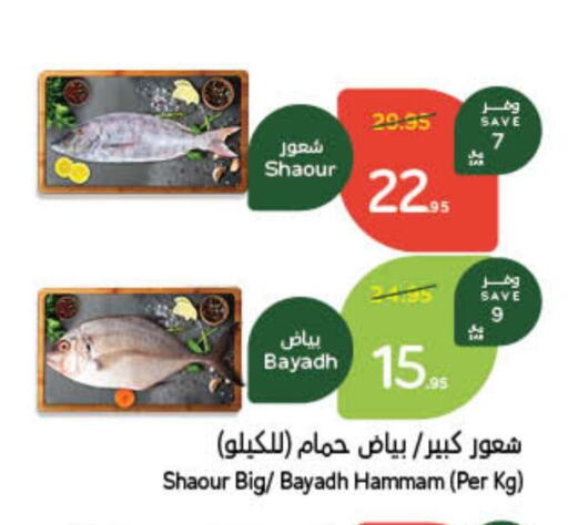 available at Hyper Panda in KSA, Saudi Arabia, Saudi - Qatif