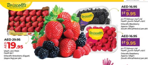 Strawberry Blackberry Raspberry from Egypt South Africa Mexico available at Lulu Hypermarket in UAE - Dubai