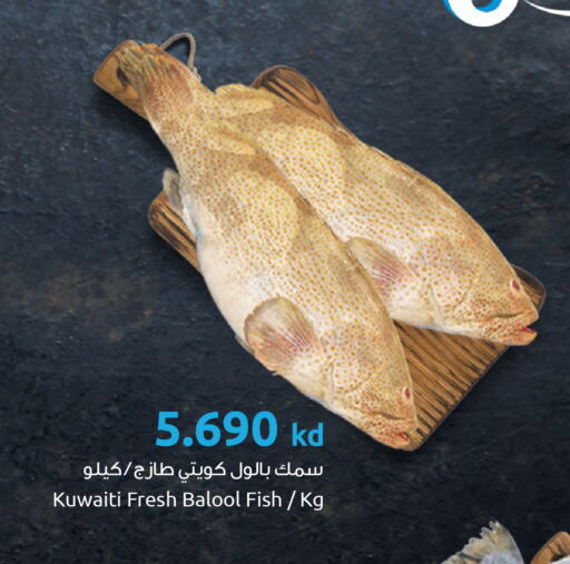 available at مركز سلطان in الكويت - محافظة الجهراء