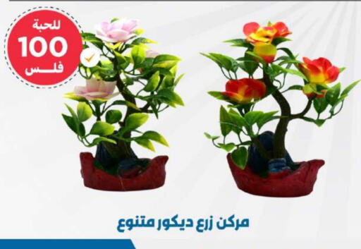 available at شركة سوق ميم المركزي  in الكويت - محافظة الأحمدي