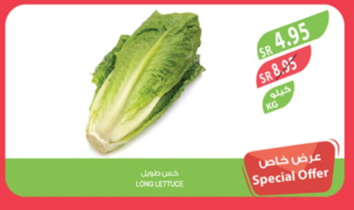 Lettuce available at Farm  in KSA, Saudi Arabia, Saudi - Saihat