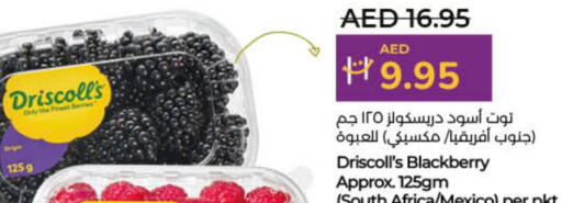 Blackberry from South Africa Mexico available at Lulu Hypermarket in UAE - Umm al Quwain