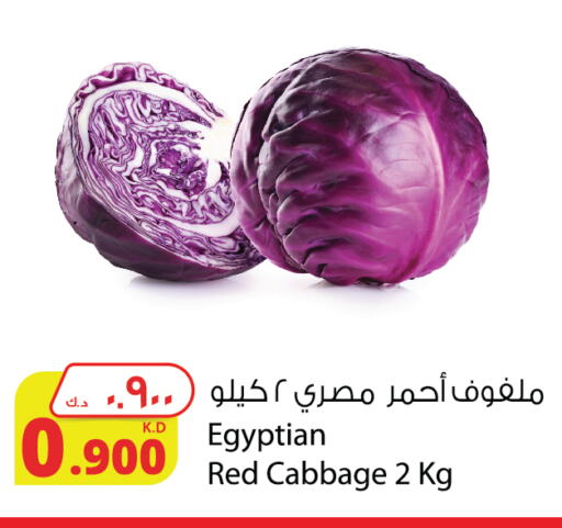 كرنب from Egypt available at شركة المنتجات الزراعية الغذائية in الكويت - محافظة الجهراء