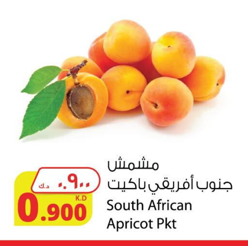 Apricot from South Africa available at Agricultural Food Products Co. in Kuwait - Jahra Governorate