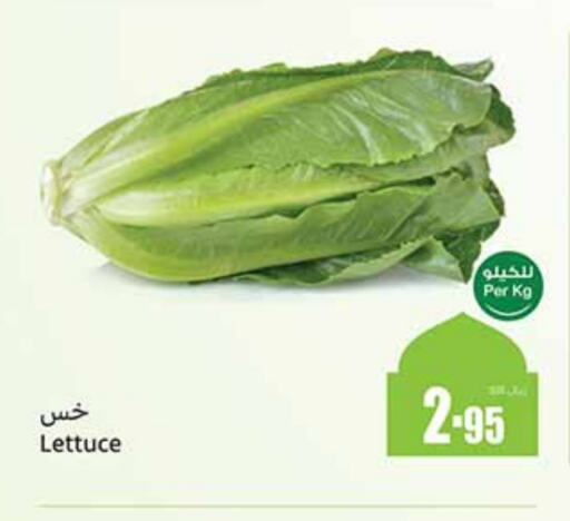 Lettuce available at أسواق عبد الله العثيم in مملكة العربية السعودية, السعودية, سعودية - الجبيل‎