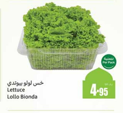 Lettuce available at أسواق عبد الله العثيم in مملكة العربية السعودية, السعودية, سعودية - الجبيل‎