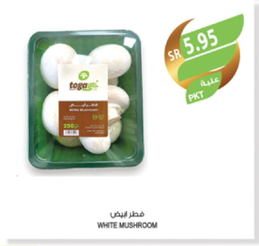 Mushroom available at Farm  in KSA, Saudi Arabia, Saudi - Tabuk