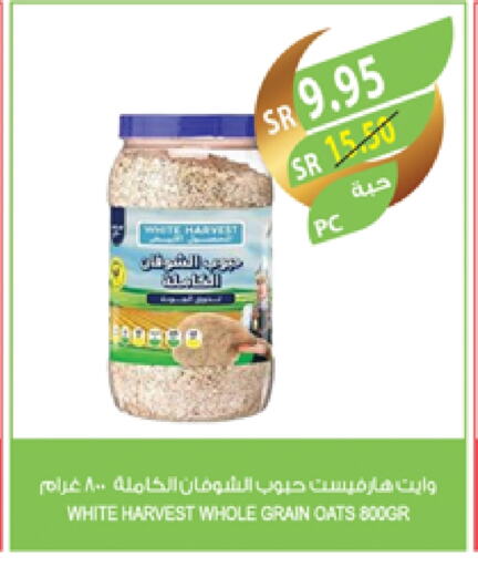 Oats available at Farm  in KSA, Saudi Arabia, Saudi - Riyadh