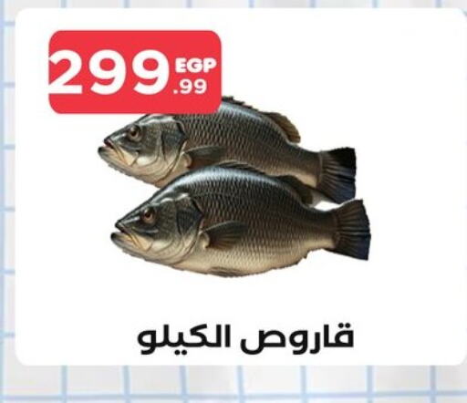 available at المحلاوي ستورز in Egypt - القاهرة