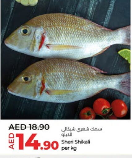 available at لولو هايبرماركت in الإمارات العربية المتحدة , الامارات - أبو ظبي