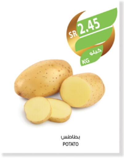 Potato available at Farm  in KSA, Saudi Arabia, Saudi - Sakaka