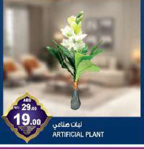 available at Hashim Hypermarket in UAE - Sharjah / Ajman