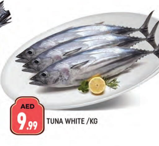 Tuna available at AL MADINA (Dubai) in UAE - Dubai