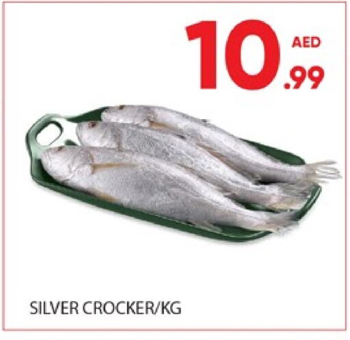 available at المدينة in الإمارات العربية المتحدة , الامارات - دبي