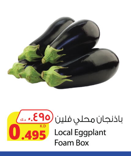 Eggplant available at شركة المنتجات الزراعية الغذائية in الكويت - مدينة الكويت