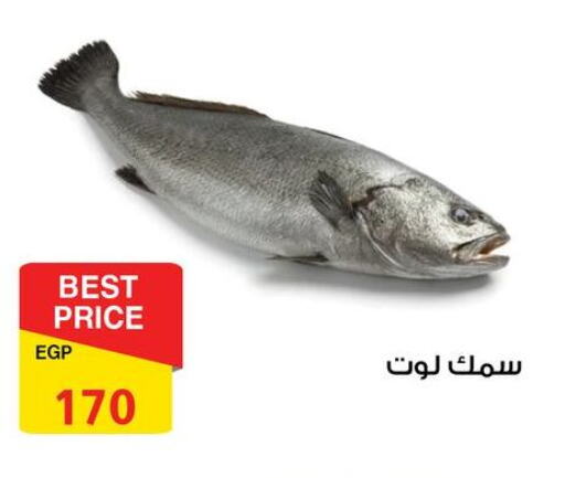 available at فتح الله in Egypt - القاهرة