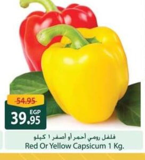 Chilli / Capsicum available at Spinneys  in Egypt - Cairo