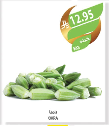 Okra available at Farm  in KSA, Saudi Arabia, Saudi - Abha