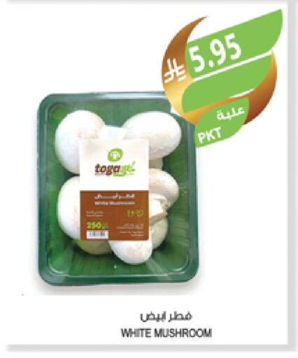 Mushroom available at Farm  in KSA, Saudi Arabia, Saudi - Tabuk